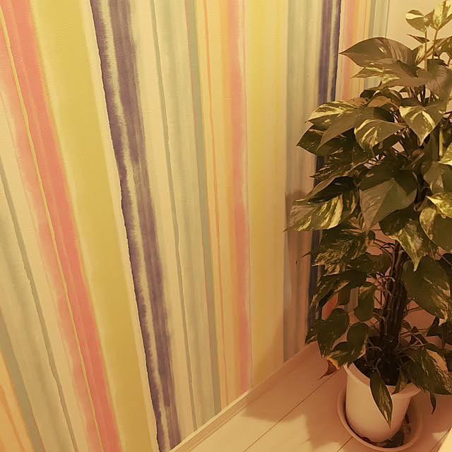 バス/トイレ/カラフルな壁/観葉植物/カラフル好きのインテリア実例 - 2018-01-27 21:11:48
