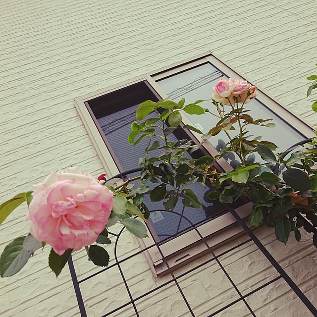 heziさんの実例写真