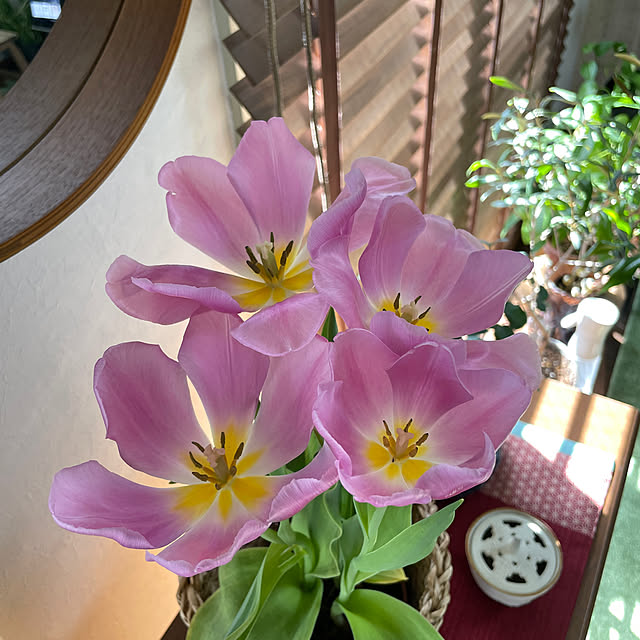 cloverさんの部屋