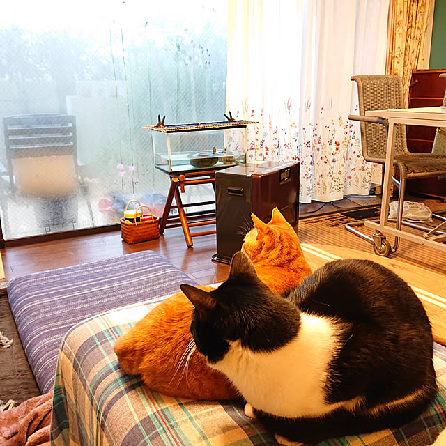 okyosan101さんの実例写真
