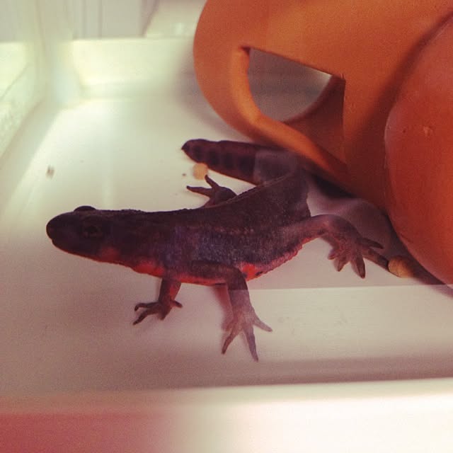 ALPSさんの実例写真
