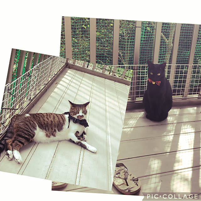 jijiさんの実例写真