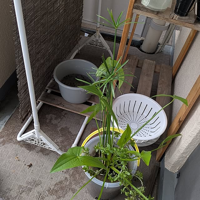 mi-saさんの部屋