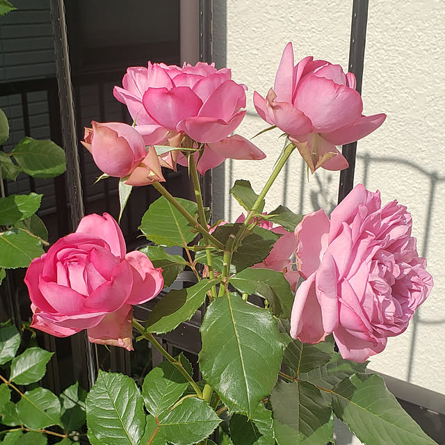 meixiaozhong882さんの実例写真