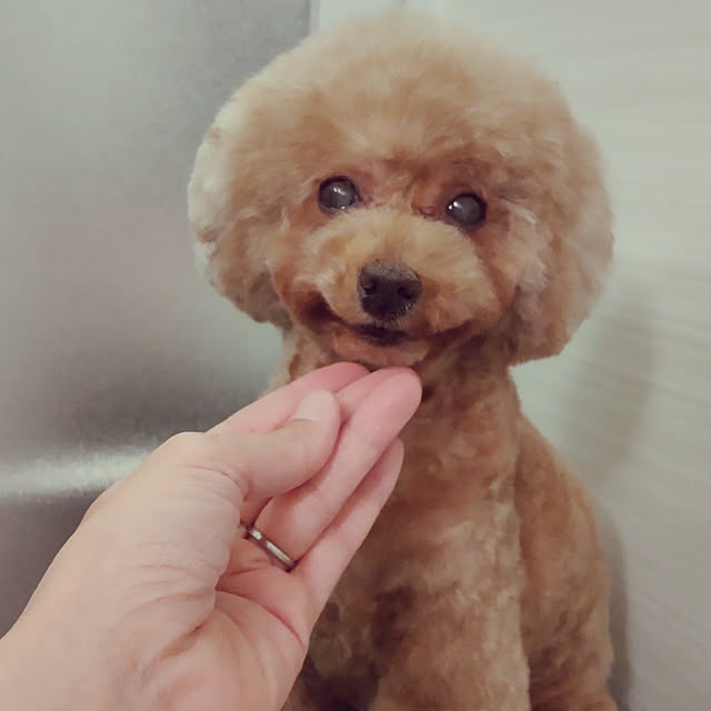 yuuさんの実例写真