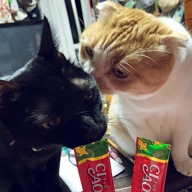 chiiiiimaruさんの実例写真