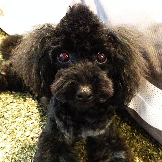 mini_mayさんの実例写真