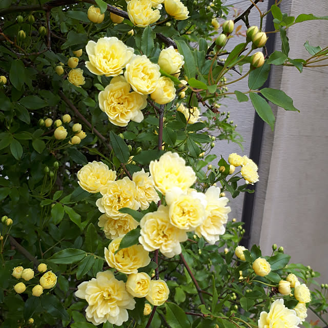 min_nimさんの実例写真