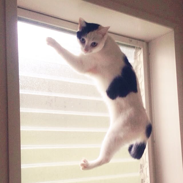 chiさんの実例写真