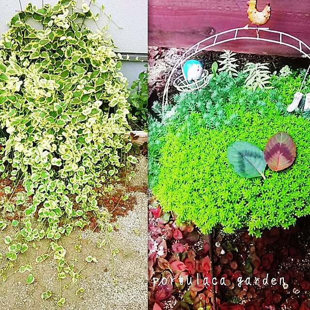 portulacaさんの実例写真