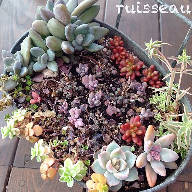 ruisseauさんの実例写真