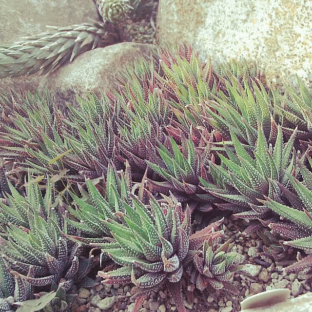 Plantexhibitionhallさんの実例写真