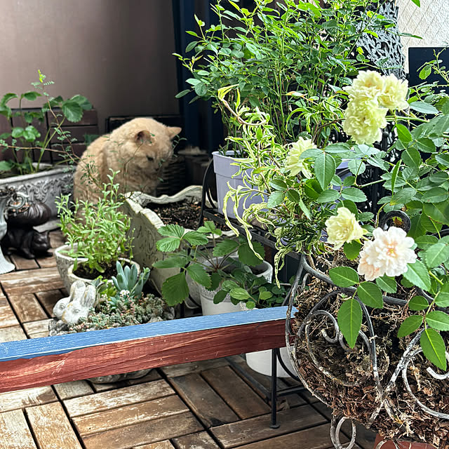 naokoさんの部屋