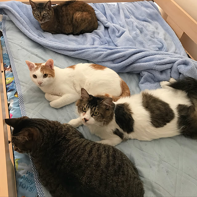 maruさんの実例写真