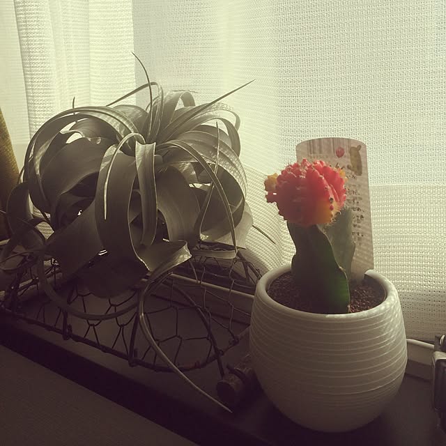 Mi-chonさんの実例写真