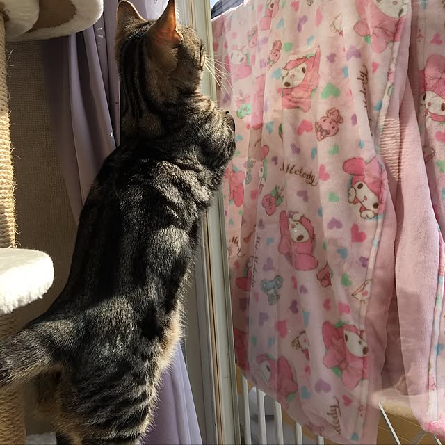 tomommyさんの実例写真