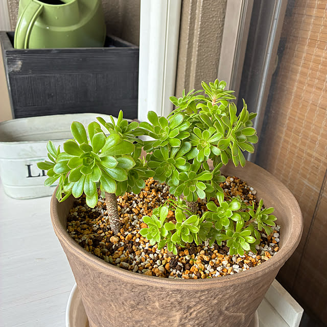 koshiregutyoさんの実例写真