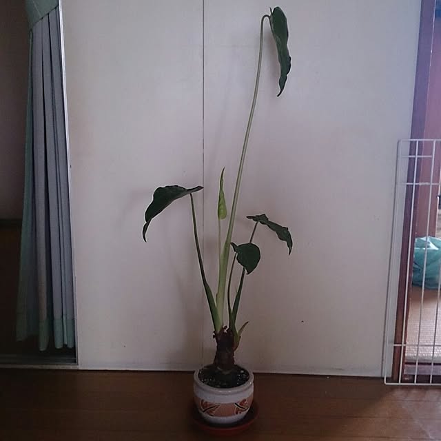 miporin0711さんの実例写真
