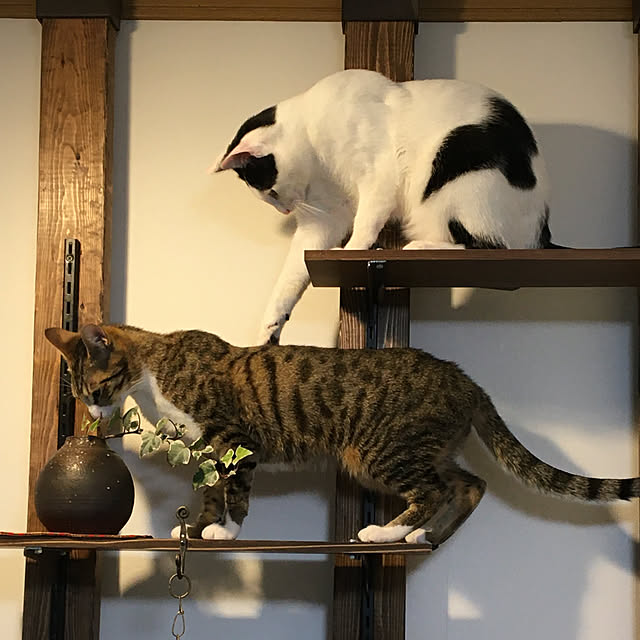 nobikoさんの実例写真