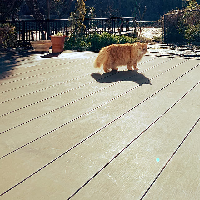 ne._.koさんの実例写真