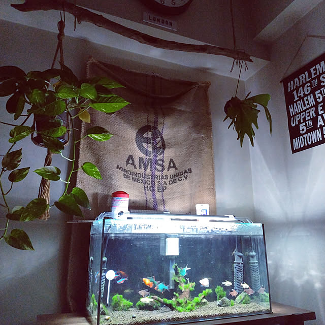 棚/観葉植物/雑貨/照明/男前のインテリア実例 - 2022-12-30 23:57:27