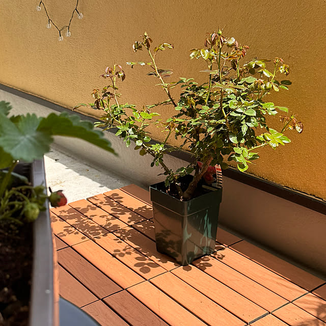 chaimomさんの部屋
