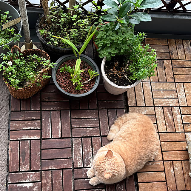 naokoさんの実例写真