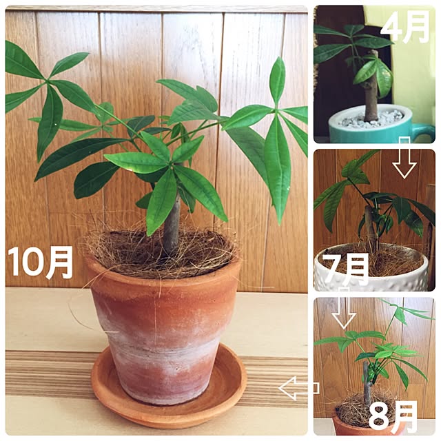 miki_kさんの実例写真
