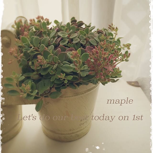 mapleさんの実例写真