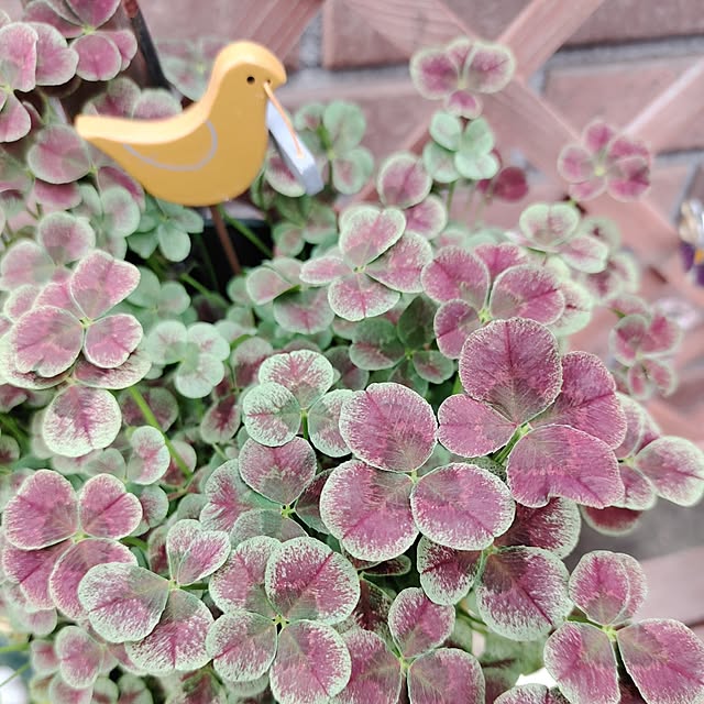 kiraさんの部屋