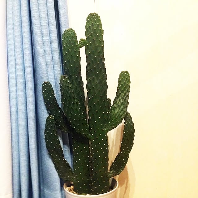 chauさんの実例写真
