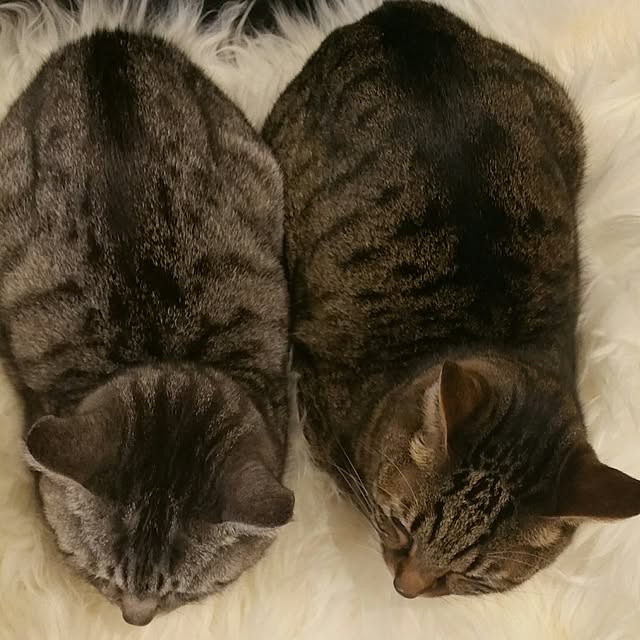 yumiさんの実例写真