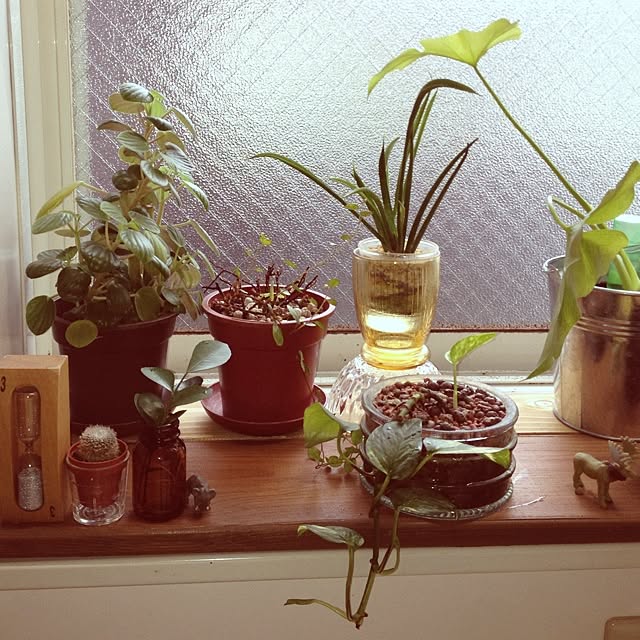 botanさんの実例写真