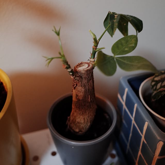 yukikunnnさんの部屋