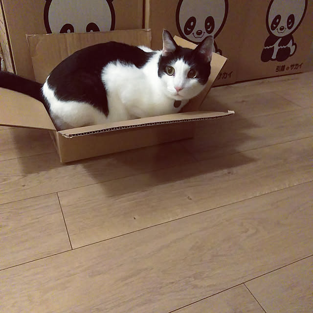 futukoさんの実例写真