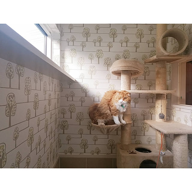 Arahimaさんの実例写真