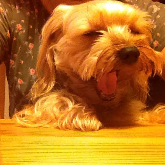 popiさんの実例写真