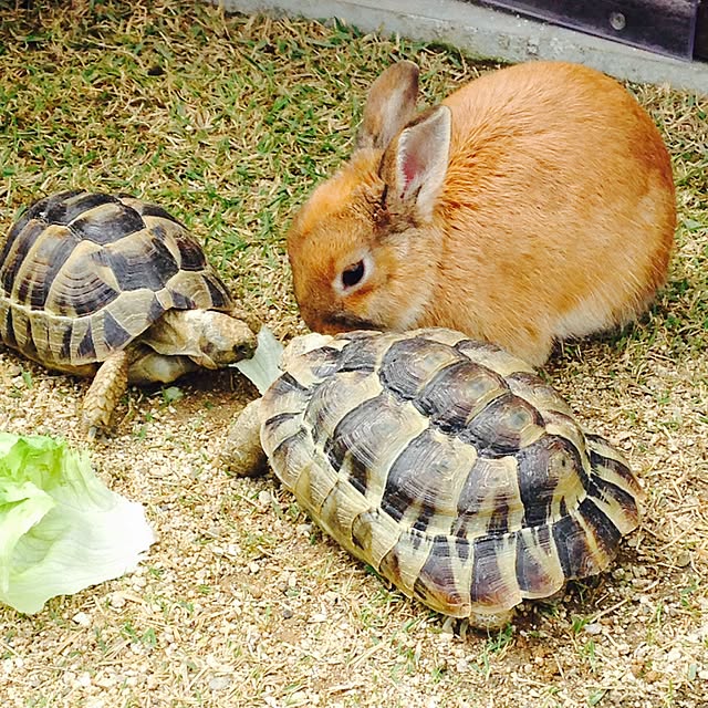 pepeさんの実例写真