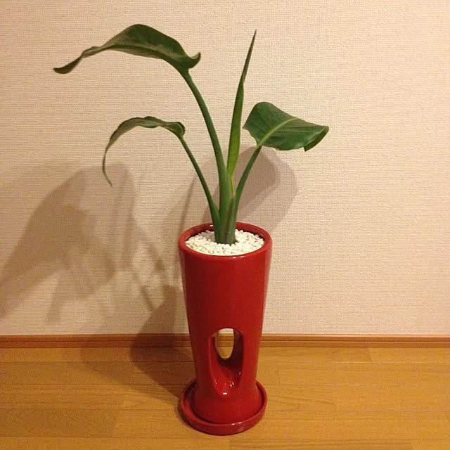 odapanさんの実例写真