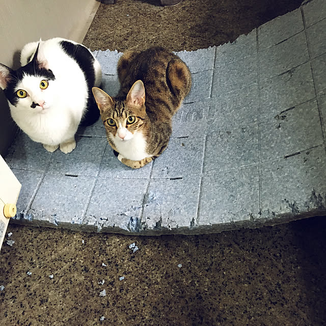 nobikoさんの実例写真