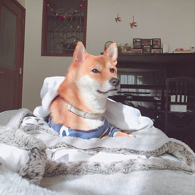 tanyuumoさんの実例写真