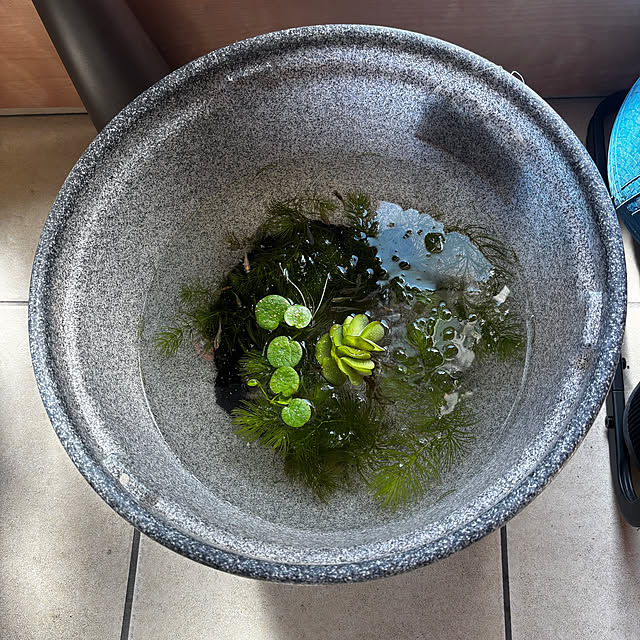 chIoeさんの部屋