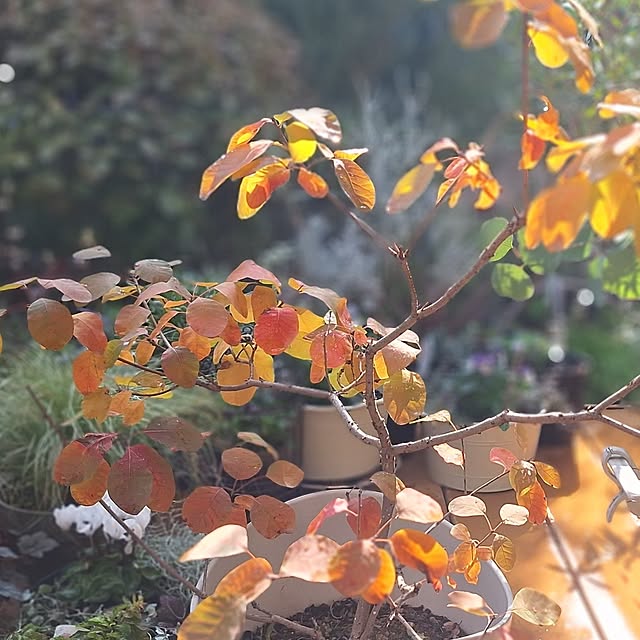 souさんの実例写真