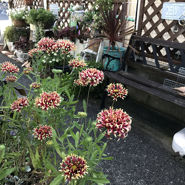 tanomamaさんの実例写真