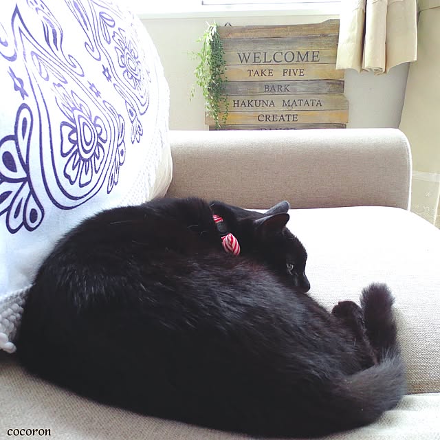 cocoronさんの実例写真