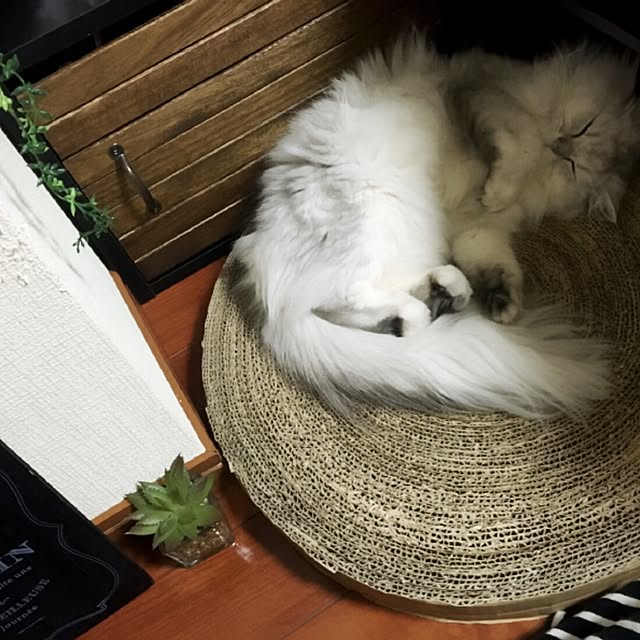 mi_mi_mi_miyuu2さんの実例写真
