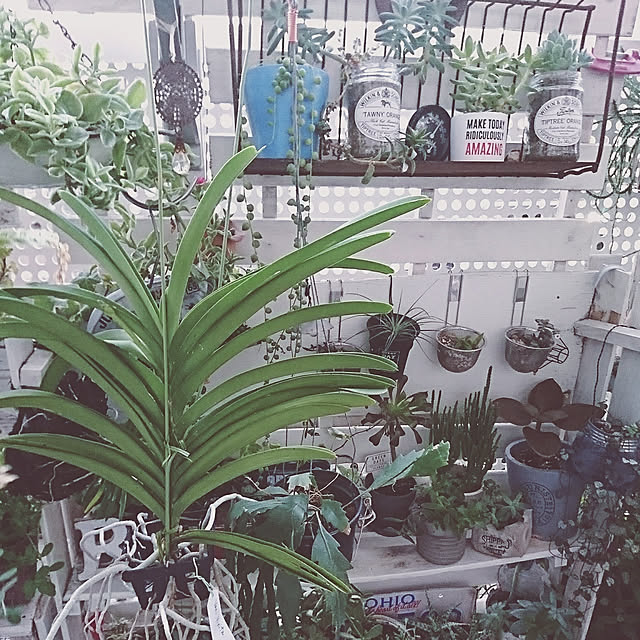 okameさんの実例写真