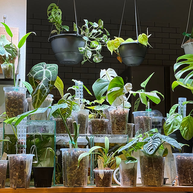 jijicoさんの実例写真