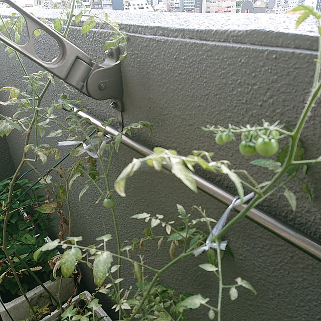 kakkaさんの実例写真