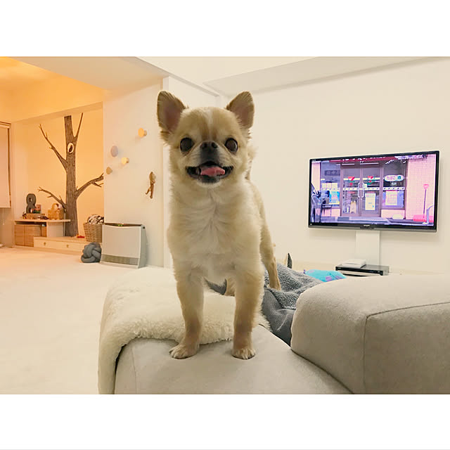 haruhinaさんの実例写真